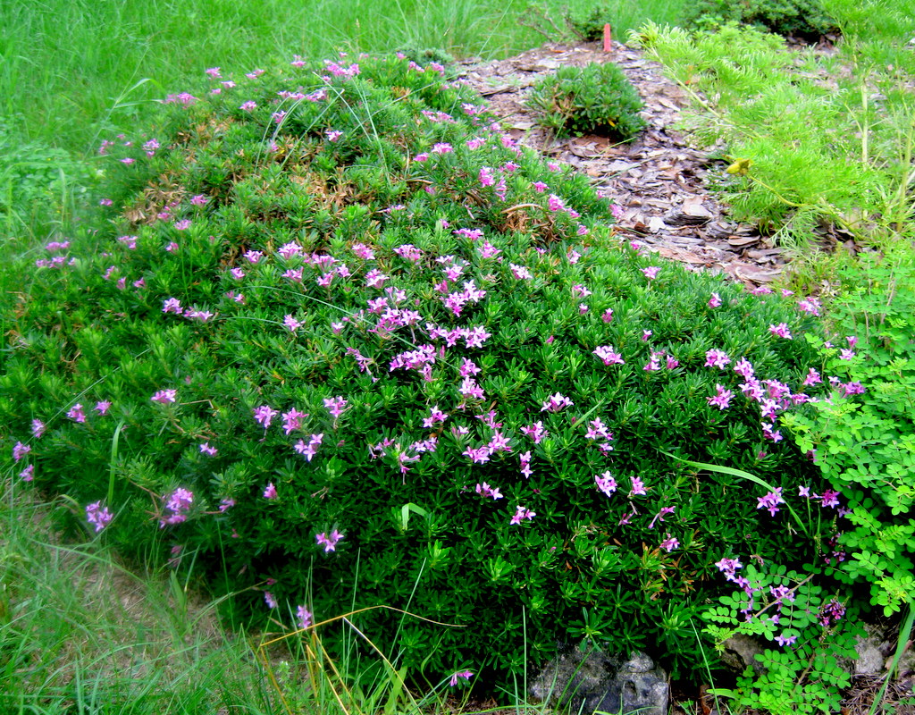 Daphne cneorum f. verlotii x arbuscula